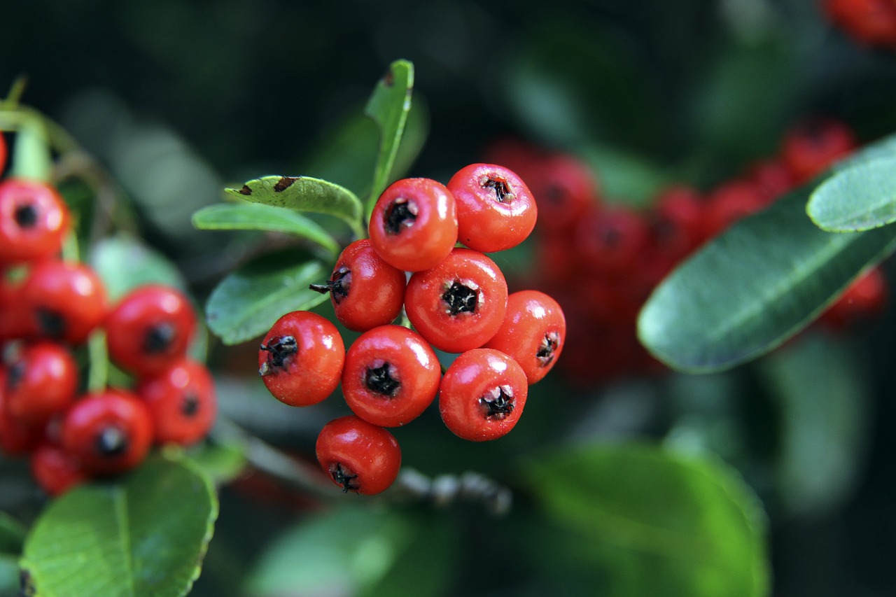 基米希作為 基米希作為